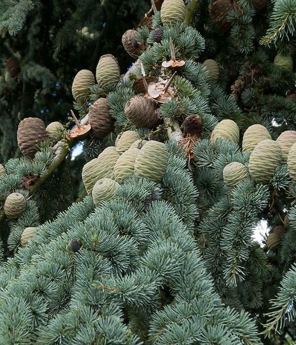 Atlas Cedarwood Pure Essential Oil 10mL