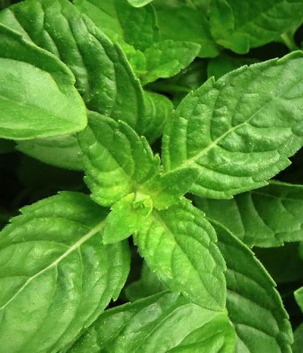 Basil Pure Essential Oil 10mL