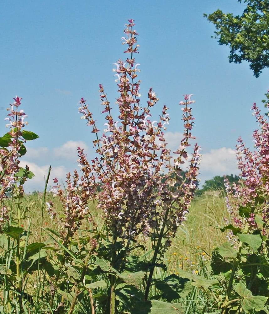 Clary Sage Pure Essential Oil 10mL