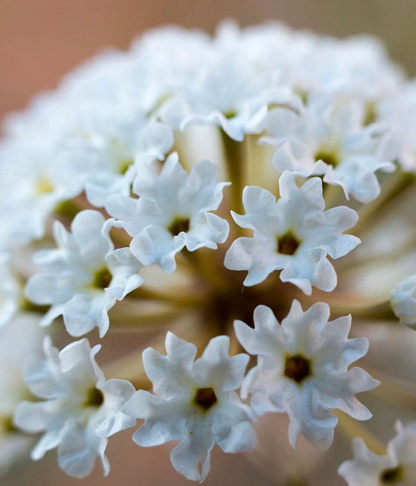 Fragonia Pure Essential Oil 10mL