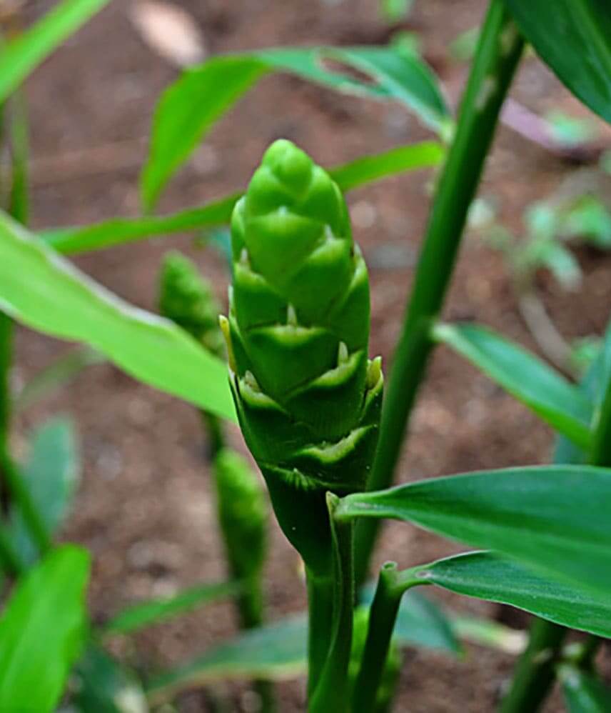 Ginger Pure Essential Oil 10mL