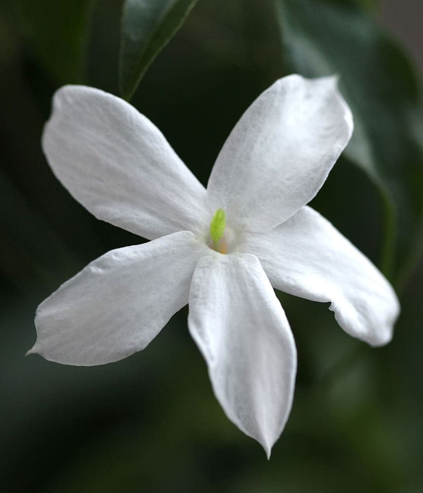 Jasmine Absolute Pure Essential Oil 2.5mL