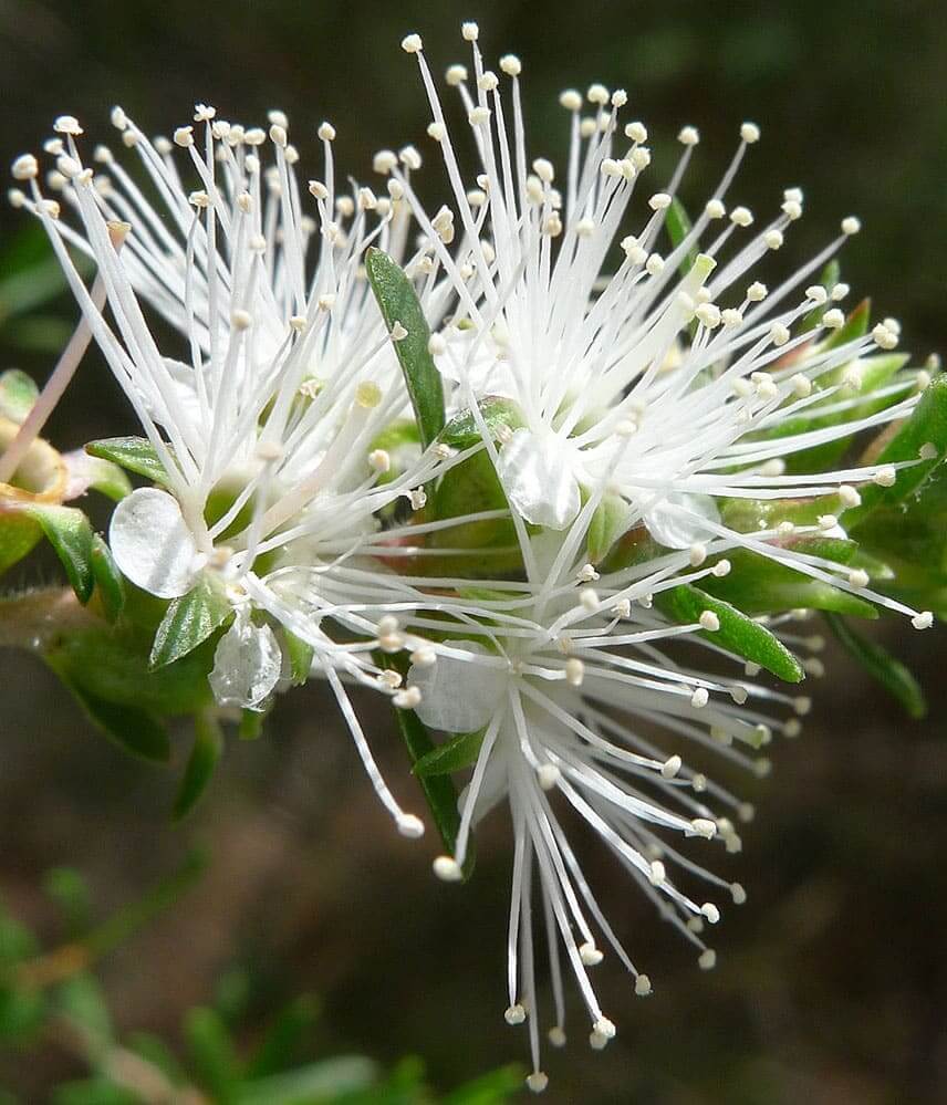 Kunzea Pure Essential Oil 5mL