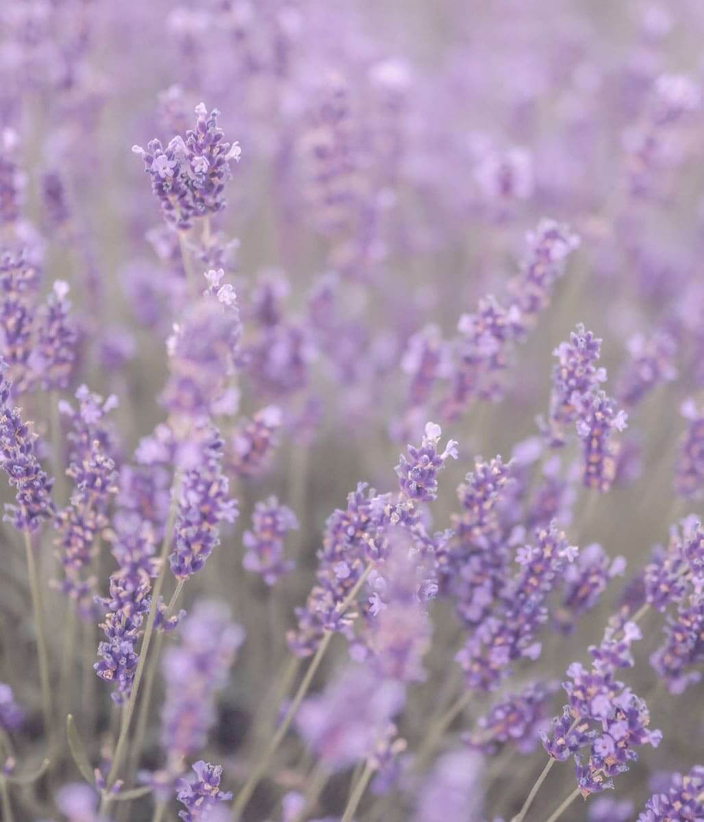 Lavender Pure Essential Oil 50mL
