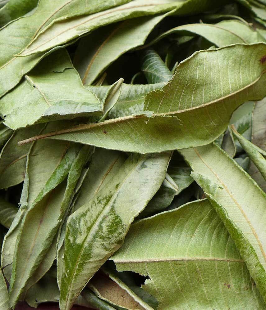 Lemon Myrtle Pure Essential Oil 10mL