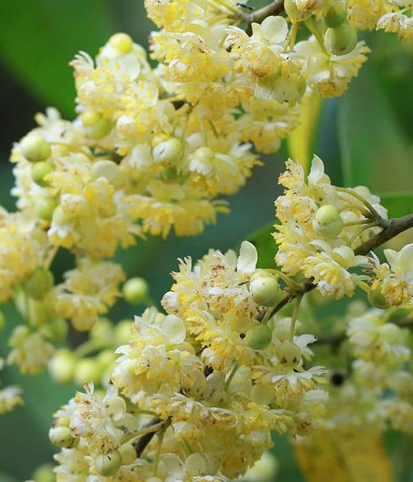 May Chang Pure Essential Oil 10mL