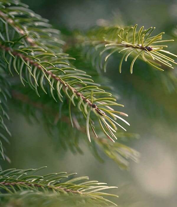 Pine Pure Essential Oil 10mL