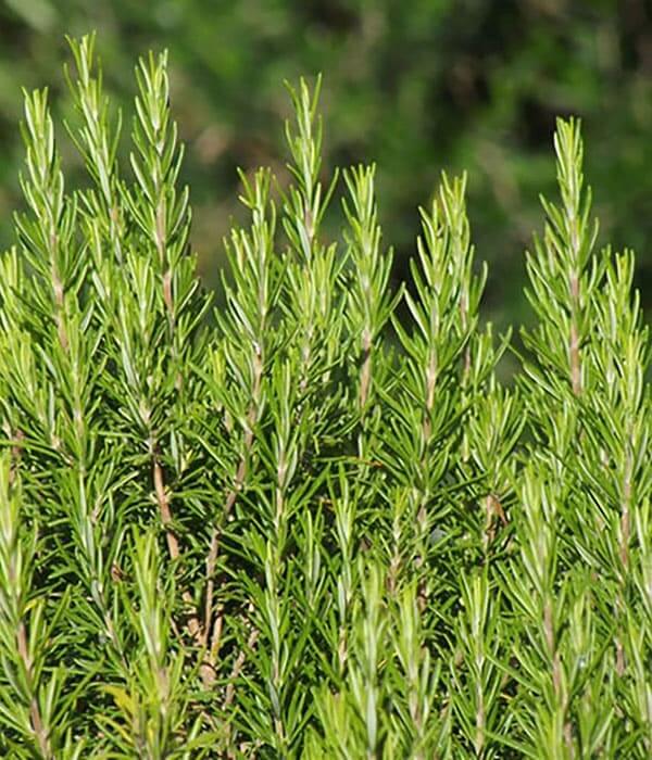 Rosemary Pure Essential Oil 10mL