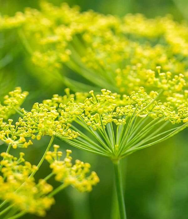 Sweet Fennel Pure Essential Oil 10mL