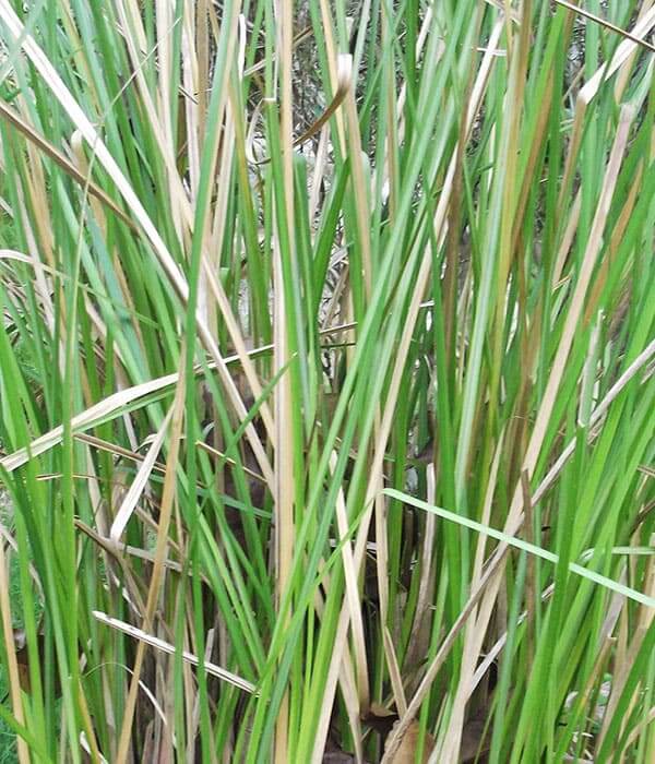 Vetiver Pure Essential Oil 10mL