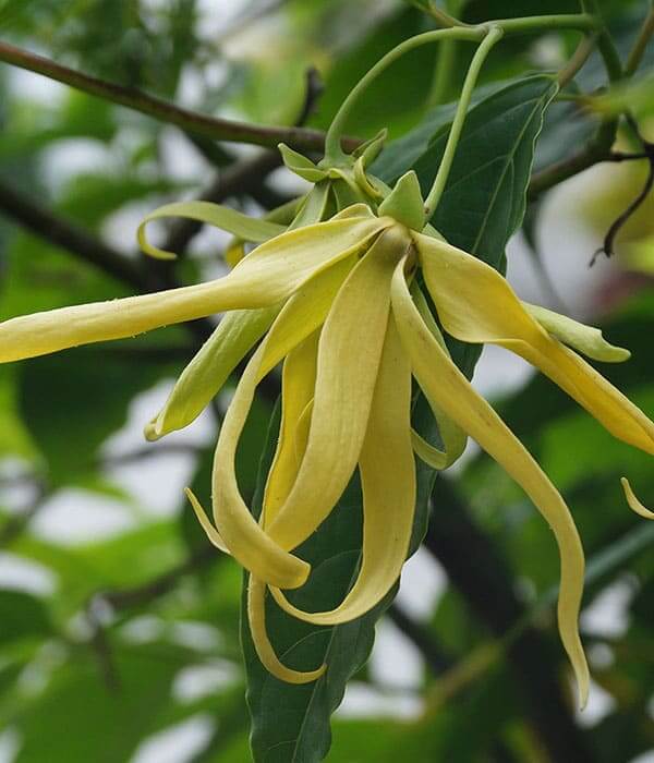 Ylang Ylang Complete Pure Essential Oil (Organic) 10mL