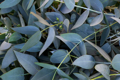 Why Eucalyptus Species Must Be Clearly Identified When Creating Essential Oil Blends
