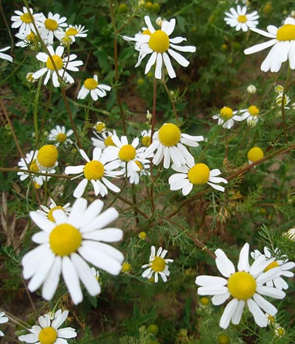 German Chamomile and Roman Chamomile - What's the difference?