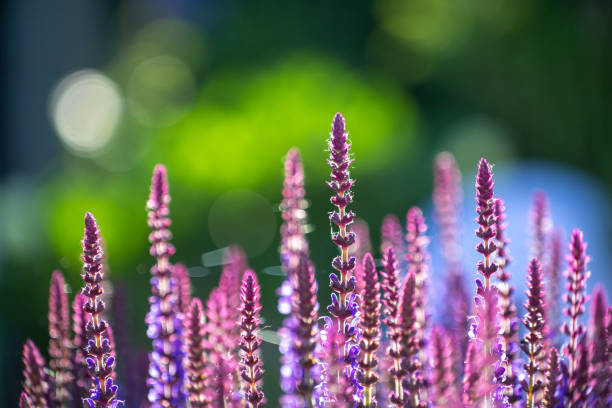 Sage, White Sage, and Clary Sage Essential Oils: Why These Three “Sages” Are Not Interchangeable