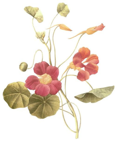 What Is Series: Materia Medica & Monographs