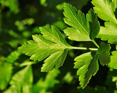 Parsley - Humble Hero
