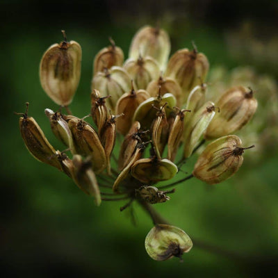 Niche Oil Series: Aniseed
