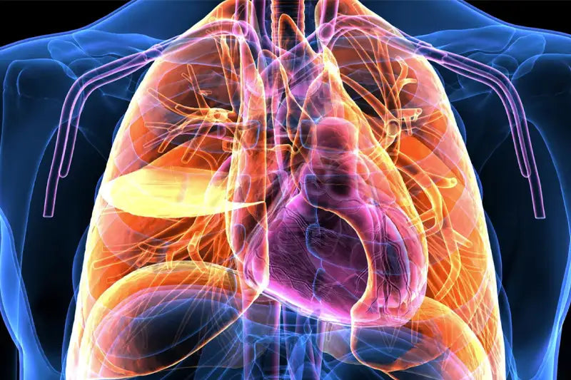 Herbal Winter Lung Support