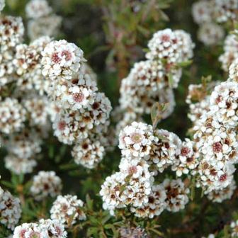 Discovering Fragonia Essential Oil – Part 1