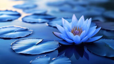 Blue Lotus Absolute Essential Oil