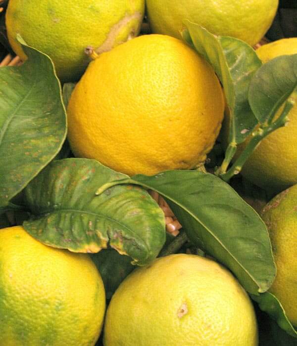 Bergamot Pure Essential Oil 10mL