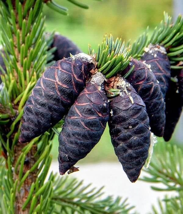 Black Spruce Pure Essential Oil 10mL