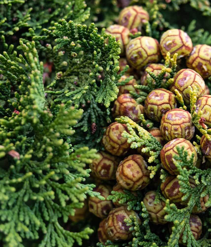 Cypress Pure Essential Oil 10mL