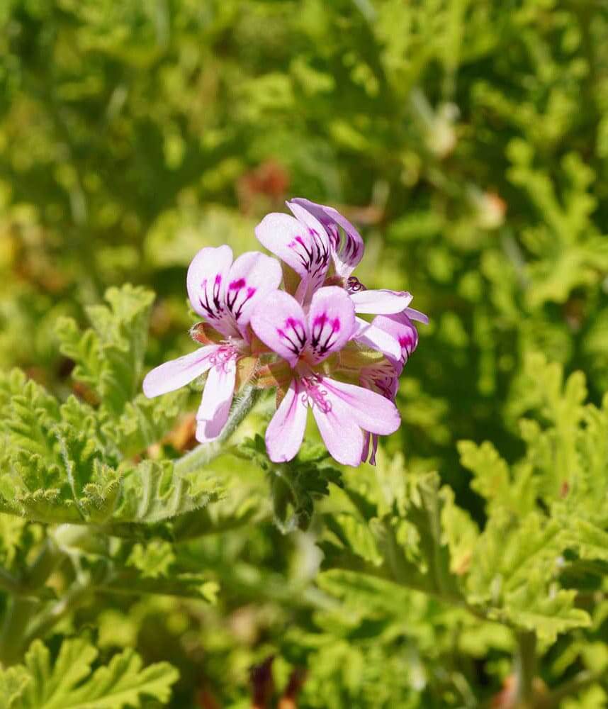Geranium Pure Essential Oil 10mL