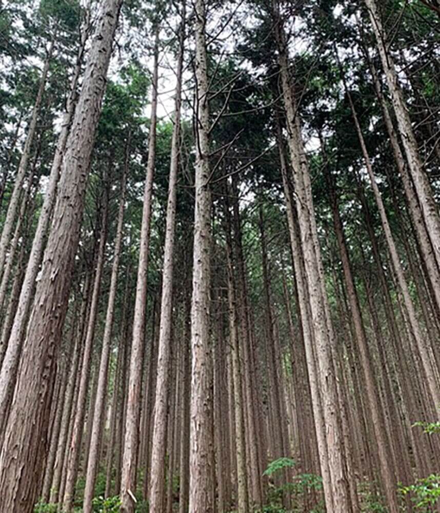 Hinoki Wood Pure Essential Oil 10mL