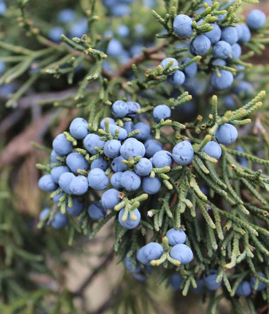 Juniper Berry Pure Essential Oil 10mL