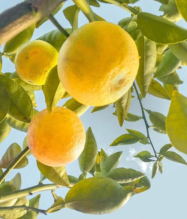 Lemon Pure Essential Oil 10mL