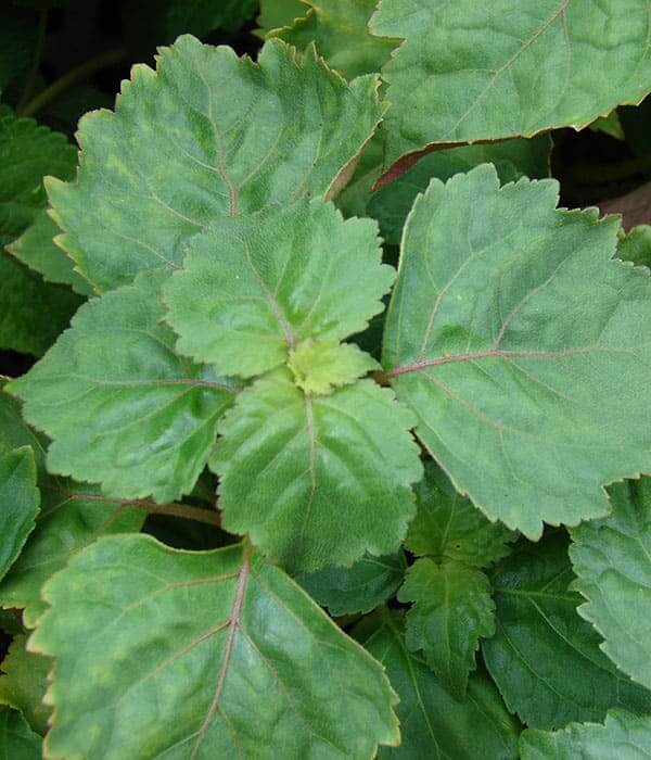 Patchouli Pure Essential Oil 10mL