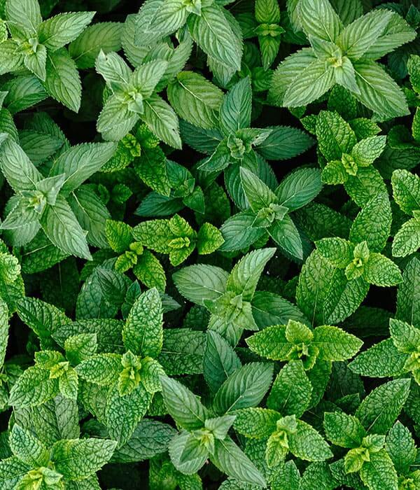 Peppermint Pure Essential Oil 10mL