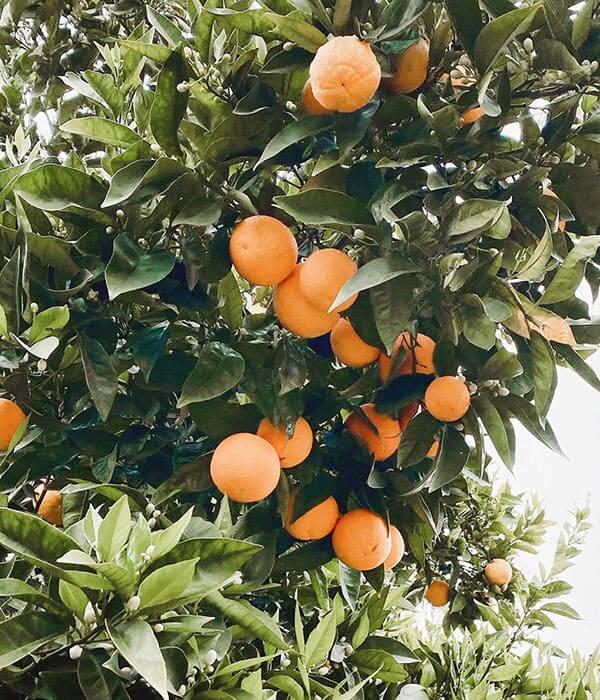 Orange (Sweet) Pure Essential Oil 10mL