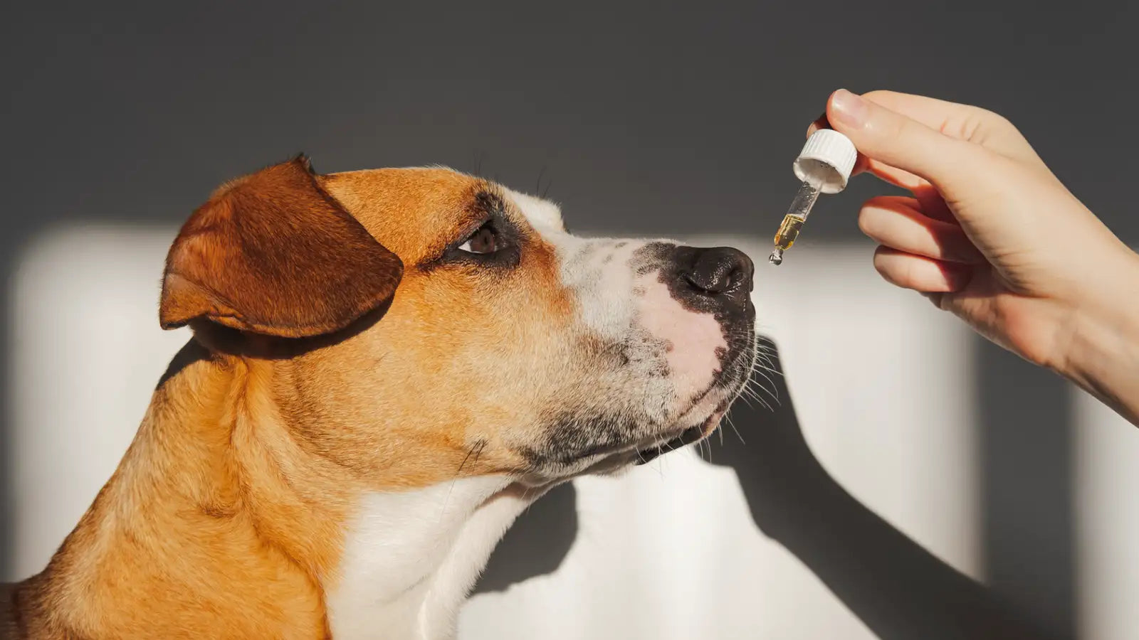 Aromatherapy for Pets