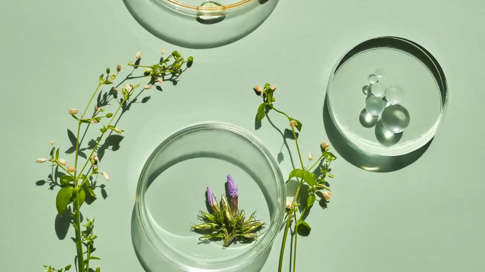 Clinical Aromatherapy