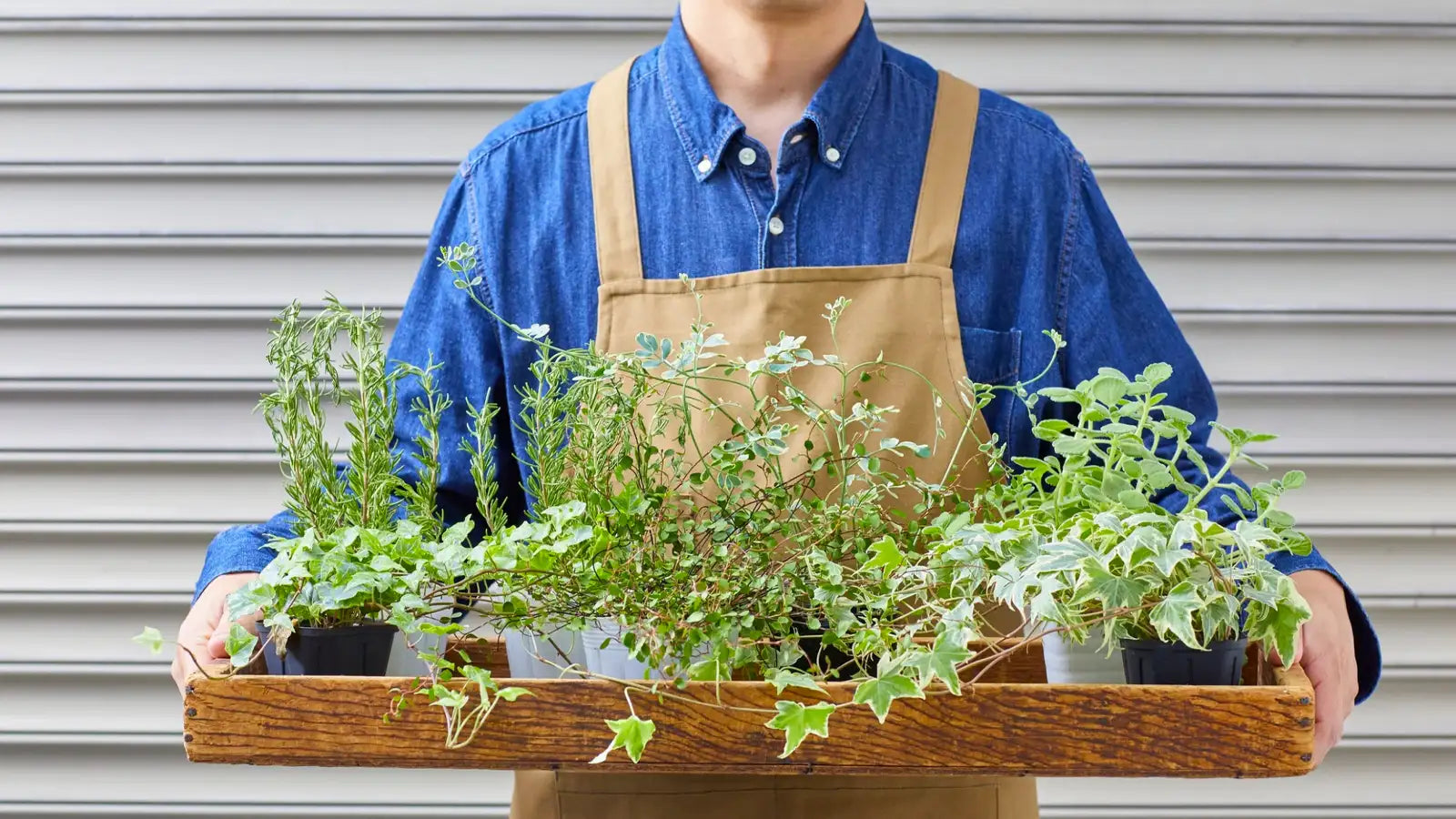 Holistic Herbal Therapy